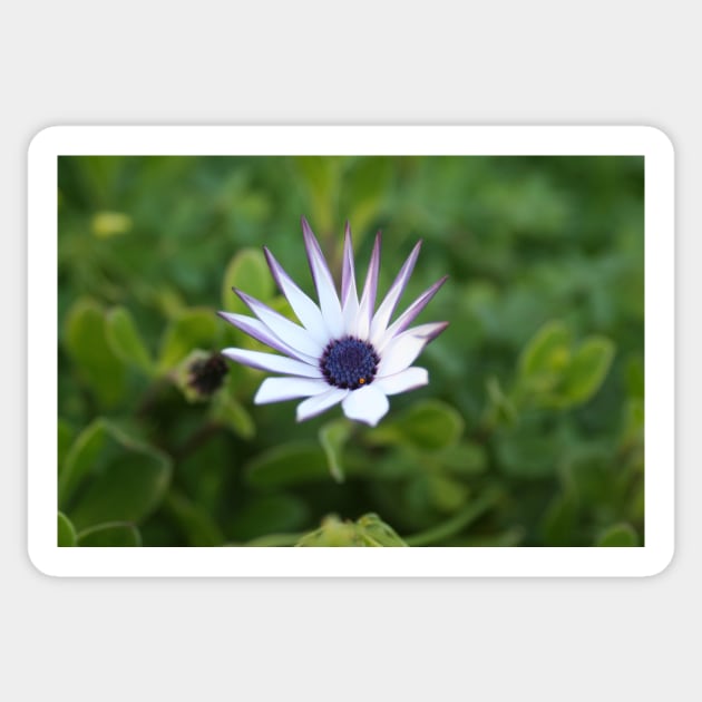 Startled African Daisy Flower Sticker by oknoki